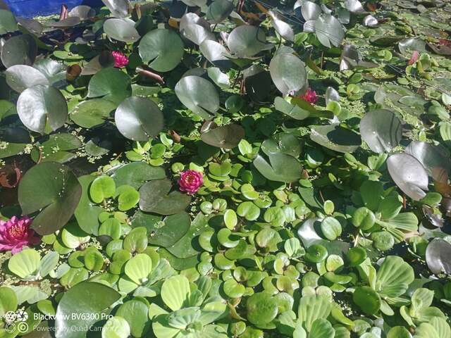 lilia wodna baby red wśród innych roślin wodnych